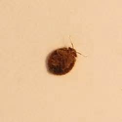 Black diamond termite and pest control reviews. Men in Black Pest Control Services - 2019 All You Need to ...