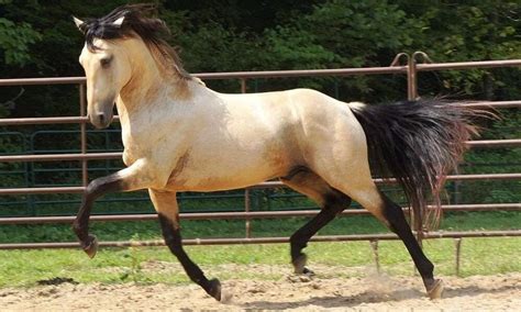 Lusitano Horse Breeds List