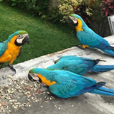 Macaw Birds For Sale Columbus Oh 326510 Petzlover