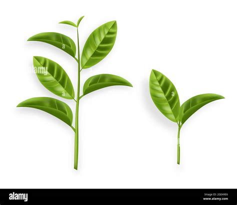 Green Tea Leaves Vector Realistic Isolated On White Stock Vector Image