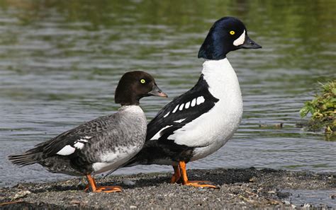 18 Types Of Ducks In Michigan With Pictures Animal Hype