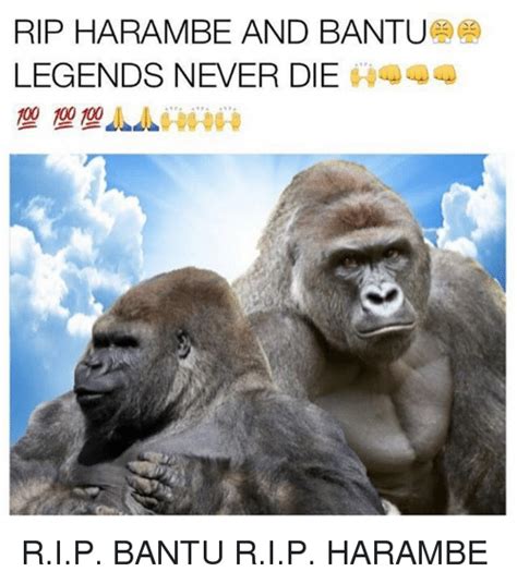 Legends Never Die Harambe The Gorilla Know Your Meme