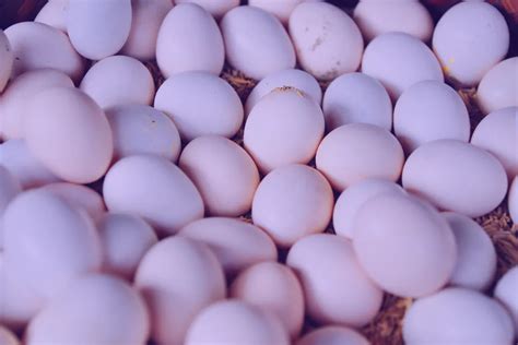 Chickens That Lay Purple Eggs What You Should Know Flocks And Foliage