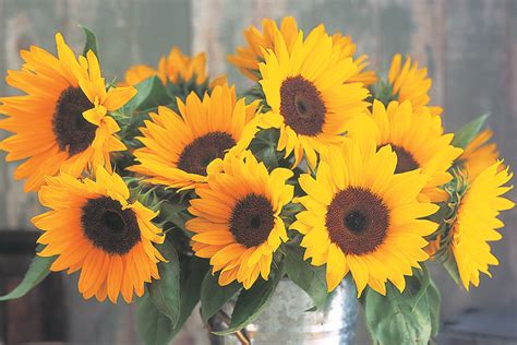 Sunrich Orange Cut Flowers Sunflowers Products Vegetables