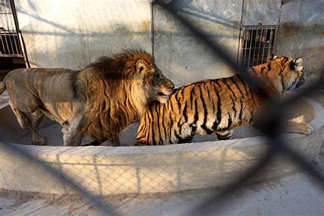 Tiger And Lion Fall In Love In Fujian Photos And Images Getty Images