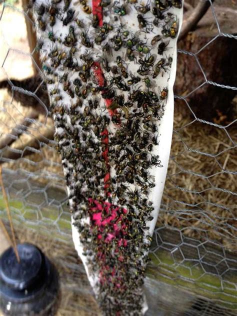 Kontaktieren sie bitte fliesen koop gmbh co kg mit folgenden informationen: Pin on HOMESTEADING ~ CHICKENS
