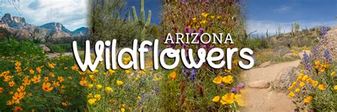 Wildflowers Arizona State Parks
