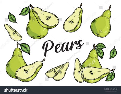 Pear Set Hand Drawn Pears Vector Stock Vector Royalty Free 1670427862