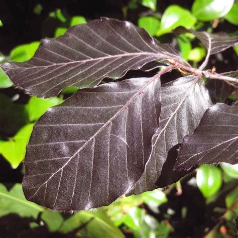 Fagus Sylvatica Purpurea Buy Purple Beech Trees Copper Beech