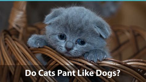 Do Cats Pant Like Dogs What Does It Mean