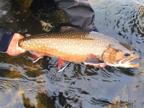 Another Phenomenal Canadian Brook Trout Trip Salmon And Trout In