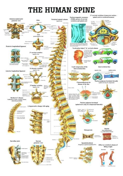 Lower back pain exercises and treatment livedr admissions. Human Spine Poster - Clinical Charts and Supplies