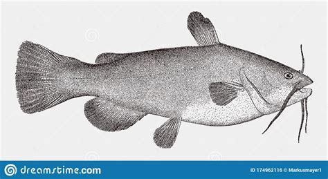 Come in and dine with us today! Black Bullhead Catfish, A Fish From The Central United States In Side View Stock Vector ...