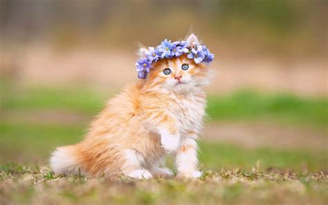 Maine Coon Kitten Cute Fluffy Hd Cat Wallpaper