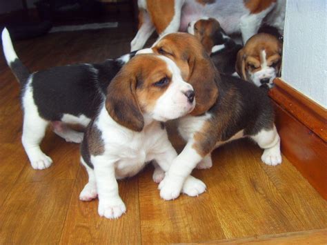 Beagle puppies for sale male and female available looking for a. Beagle Puppies For Sale | Saint Paul, MN #119645 | Petzlover