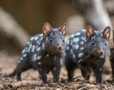 Colocolo inhabits subtropical dry forests and spiny shrublands on the altitude from 5.900 to 13.500 feet. TWO BABY MONITO DEL MONTE @ Colocolo @ colocolo opossum ...