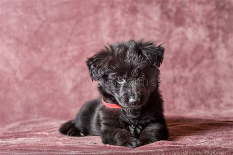 Long Haired Black German Shepherd Puppy Studio Stock Image Image Of