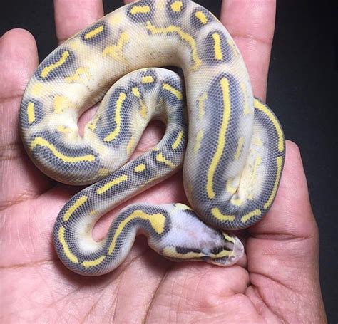 We have a great selection of various sand boas for sale. Pin by Cute Snakes 🐍 on Baby Snakes | Ball python, Baby ...