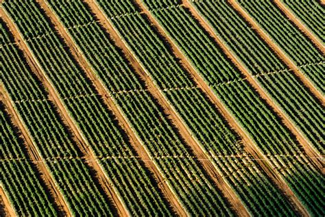 Free Images Wood Vineyard Field Lawn Texture Leaf Pattern Line