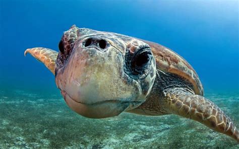 Cute Sea Turtles Pictures Images And Pictures Becuo Sea Turtle