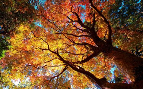 autumn tree forest - HD Desktop Wallpapers | 4k HD