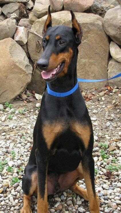 Check spelling or type a new query. Doberman | Dobermann pinscher, Doberman, Doberman dogs