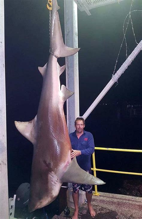 Bull Shark Caught Off Swansea Lake Macquarie