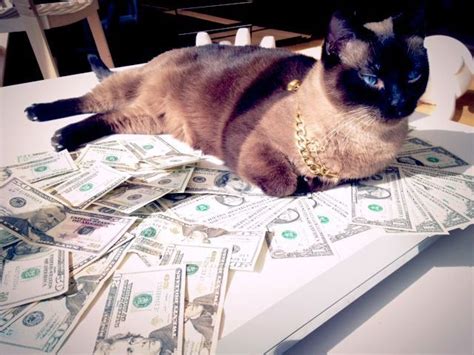 A Few Very Wealthy Cats 25 Pics