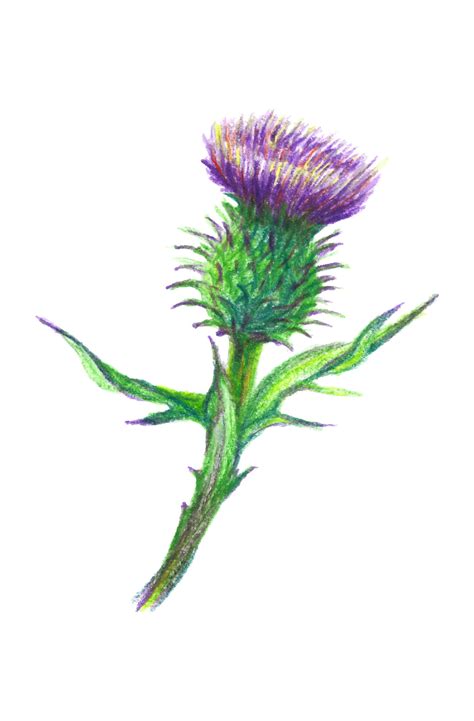 Hand Drawn Illustration Of A Thistle Flower Burdock Drawn With Colored