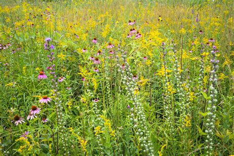 Coneflowers Goldenrod And Blazing Star Combine To Create A Bouquet Of