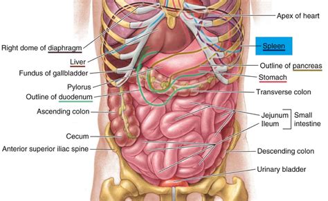 Complete anatomy human body male female man woman circulatory digestive lymphatic muscular nervous reproductive respiratory skeleton urinary system heart brain muscle zygote internal organ organs medicine head face torso digitized model of the human body with internal organs. Spleen - Location & Function - Symptoms of Enlarged ...
