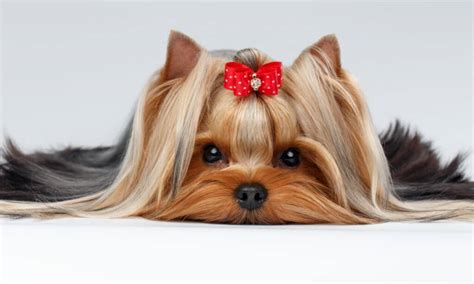 Yorkie Prices In 2024 Purchase Cost Vet Bills And More A Z Animals