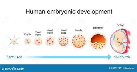 Desenvolvimento Embrionário Humano Da Fertilização Ao Parto Ilustração