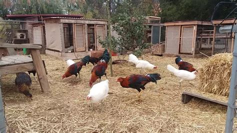 Game Fowl Farms Near Me Oklahoma Tops List Of Illegal Shipping Of