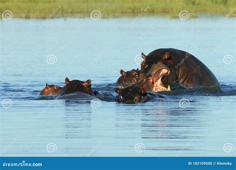 The Common Hippopotamus Hippopotamus Amphibius Or Hippo Lying In Water