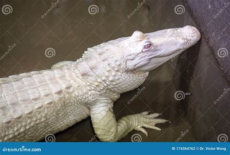 A Rare Albino Alligator Caught In The Swamps Of The Mississippi River