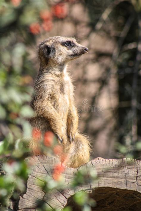 Portrait Of A Meerkats Stock Photo Image Of Animals 96460406