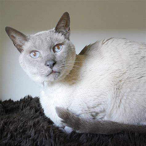 Patrick SUA004446 Male Siamese Cat In VIC PetRescue