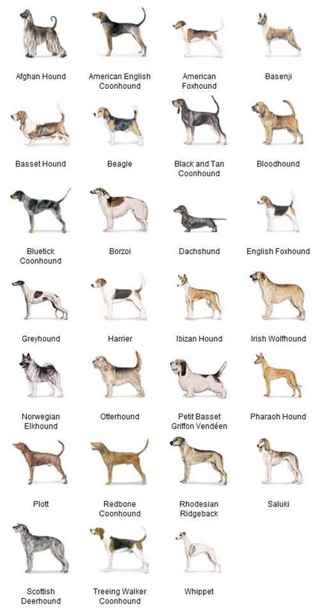 Akc Breeds By Group Hound Dogs 2 Of 7 Dog Breeds Chart Hound Dog