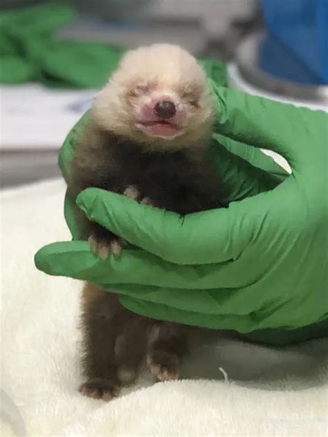 Sacramento Zoo Vets Raising Neglected Baby Red Panda