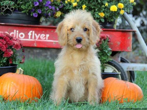 Labradoodles for sale 2 pups left 700.00 wormed every 2 weeks all vet checked injections 25th may father and mother family pets father standard black poodle mother is a labrador. Ginger, Mini Labradoodle puppy for sale from Leola, PA ...