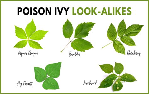 How Does Poison Ivy Look Like