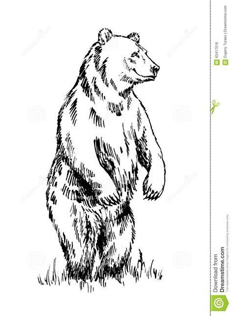 grizzly bear  drawing patterns  trace bear coloring pages bear sketch drawings