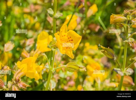 Close Up Of Seep Monkey Flower Mimulus Guttatus Blooming On North