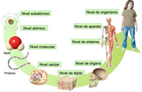 ¿cuáles Son Los Niveles De Organización Del Cuerpo Humano Cuerpo Humano