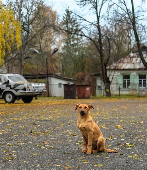Chernobyl Has Become A Refuge For Wildlife 33 Years After Nuclear Accident