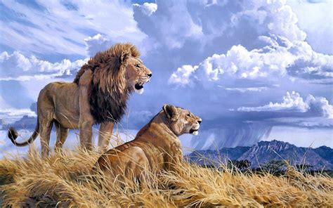 Lion Animals Wallpapers Hd Desktop And Mobile Backgrounds