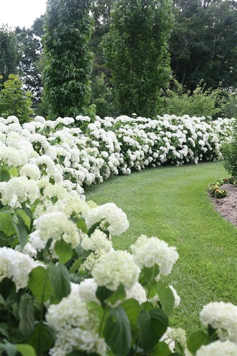 This is due to their growth characteristics, light tolerance, water this may seem counterintuitive to do it in winter/early spring, but it's actually preferable for a few reasons. Influencer Pins | Hydrangea landscaping, Backyard ...
