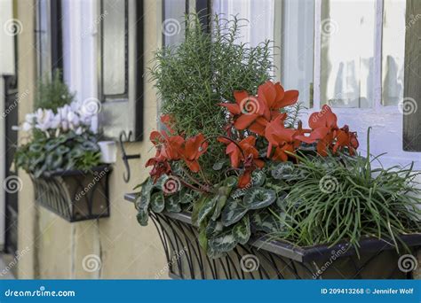 Close Up Of Window Boxes Planted With Rosemary And Blooming Cyclamen In