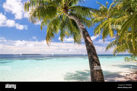 Maldives Palm Trees Stock Photo Alamy